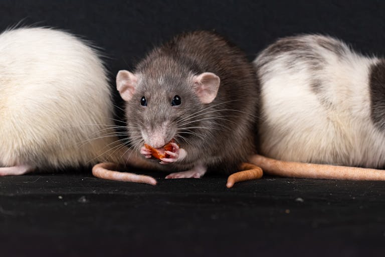 Pest Control Anthem Pest Control