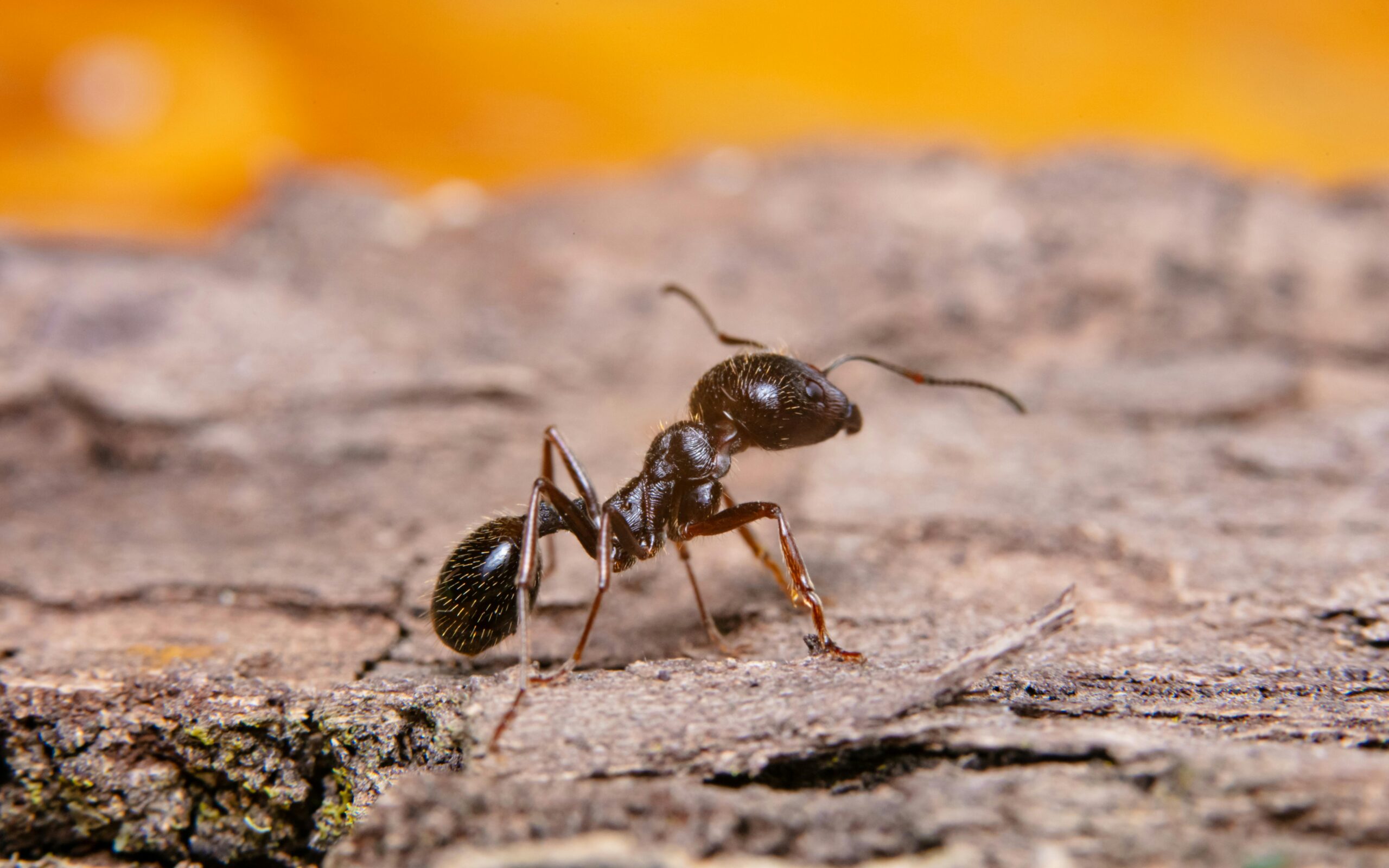 Ant Exterminator Suwanee, GA