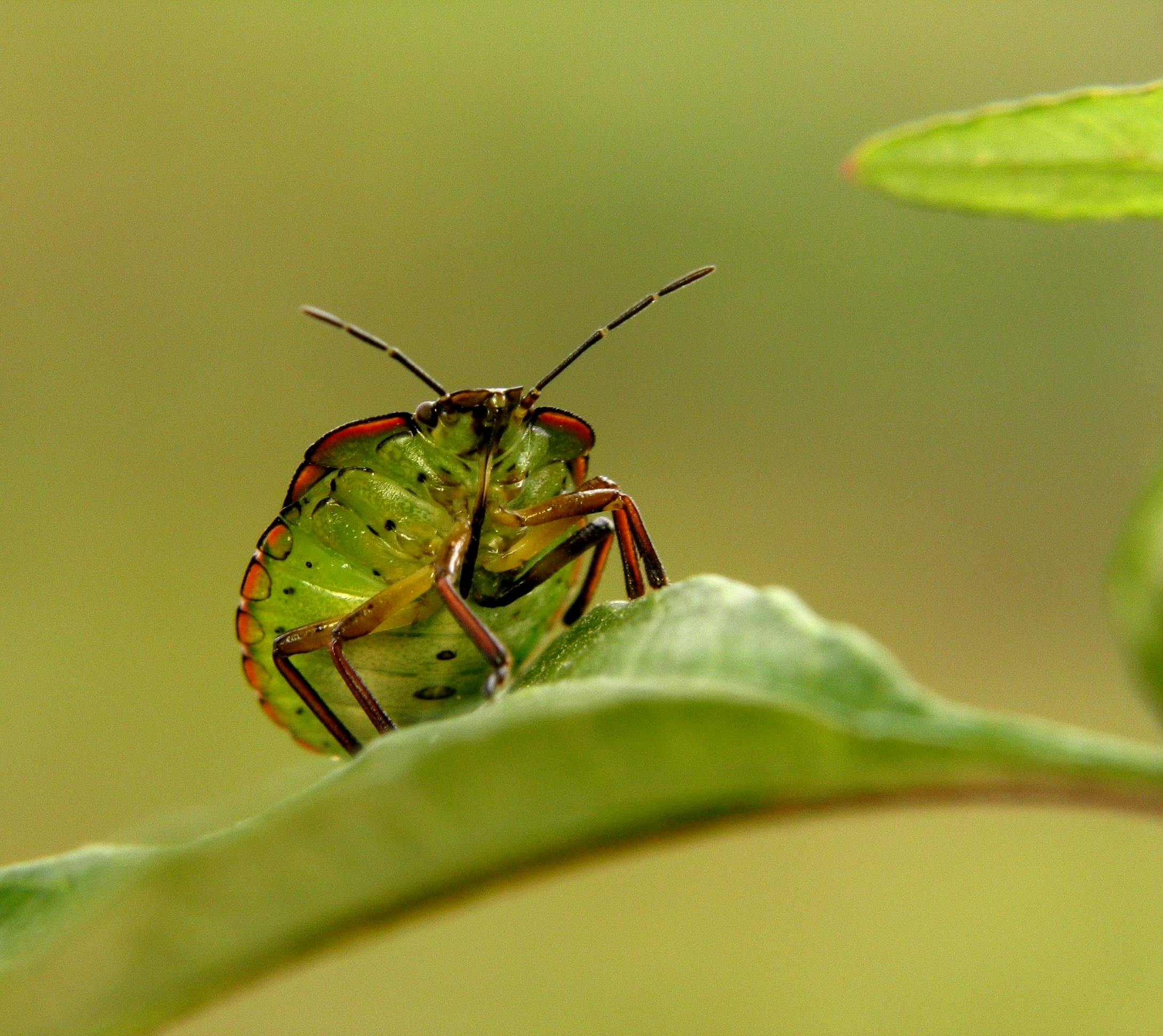 Top-Rated Stink Bug Control in Decatur, Georgia: Cost, Treatment & Tips