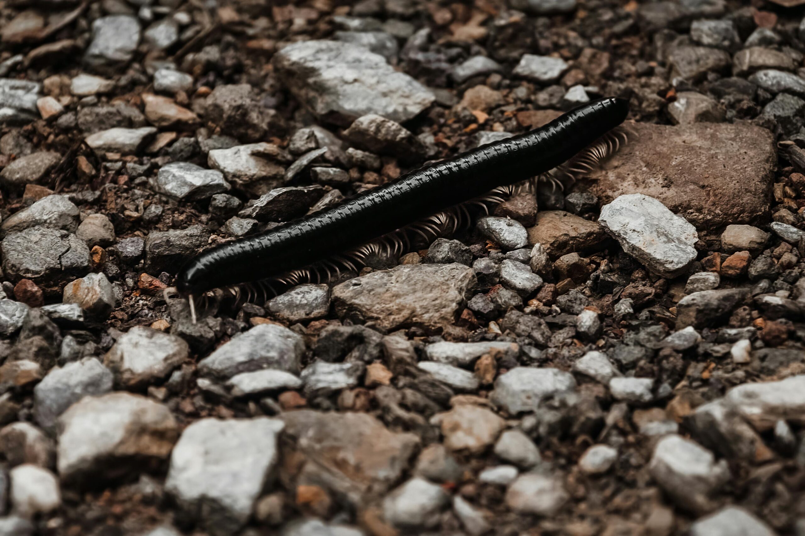 Top-Rated Centipede Control in Decatur, Georgia: Cost, Treatment & Tips