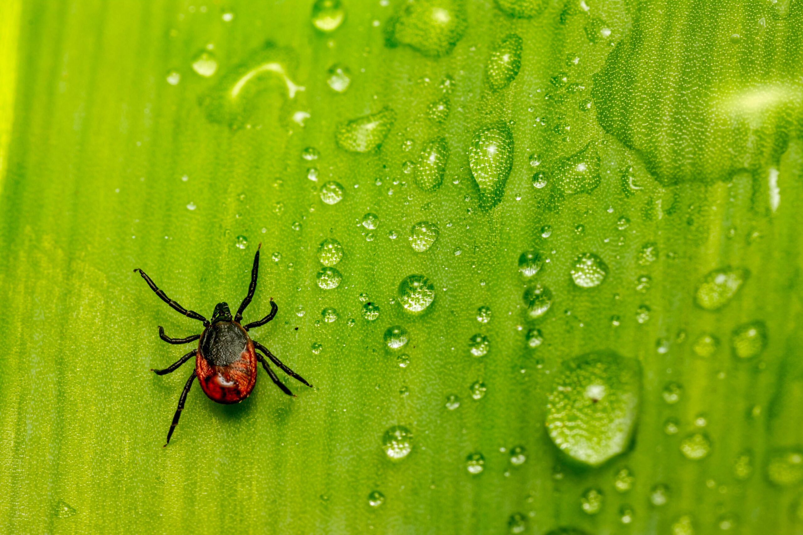 How much does tick control cost in Sugar Hill, Georgia?