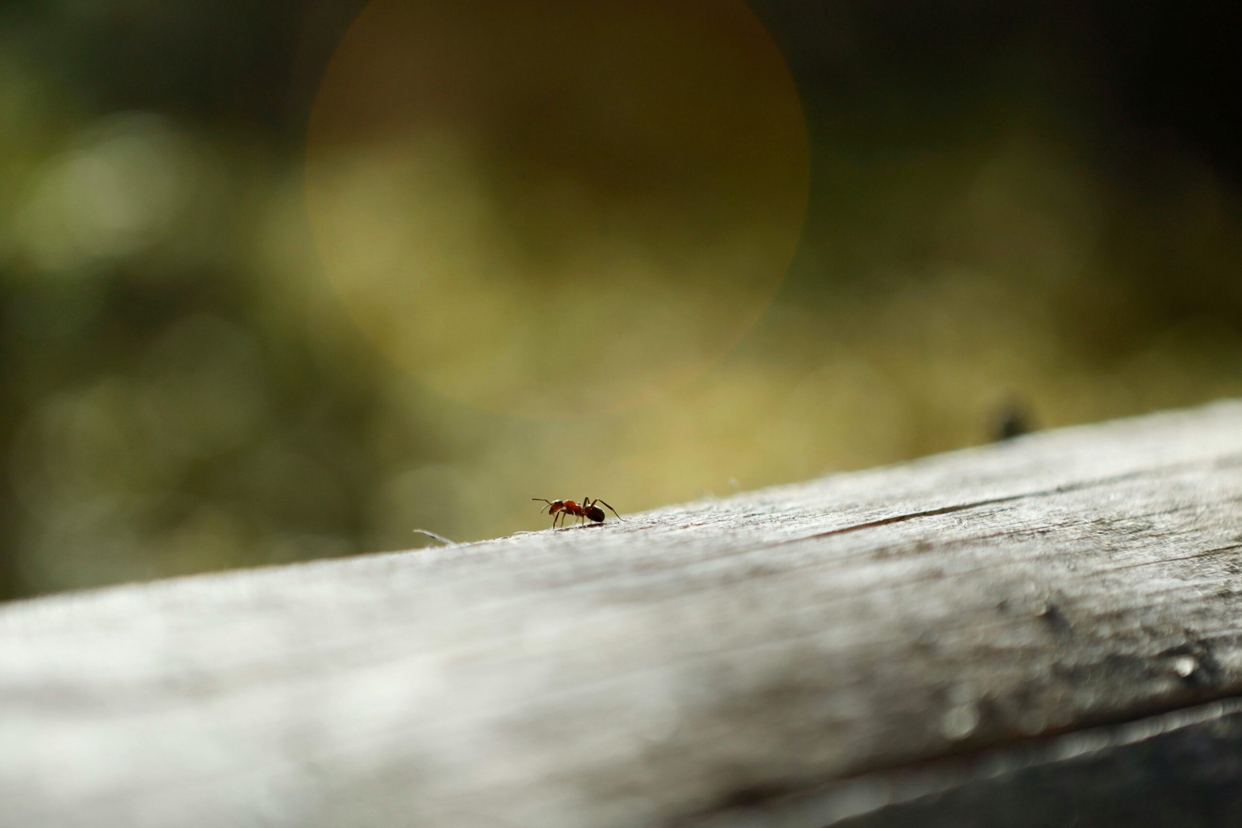 Ant Inspection Decatur, Georgia