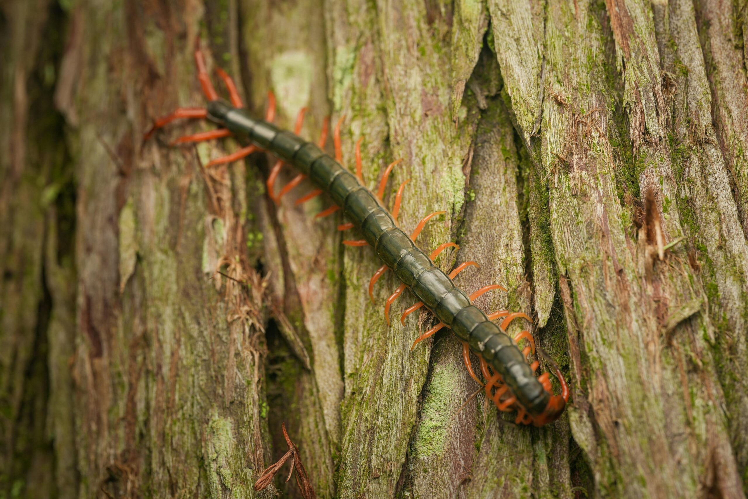 Fast Centipede Exterminator in Peachtree City, GA: Quick Relief for Your Home