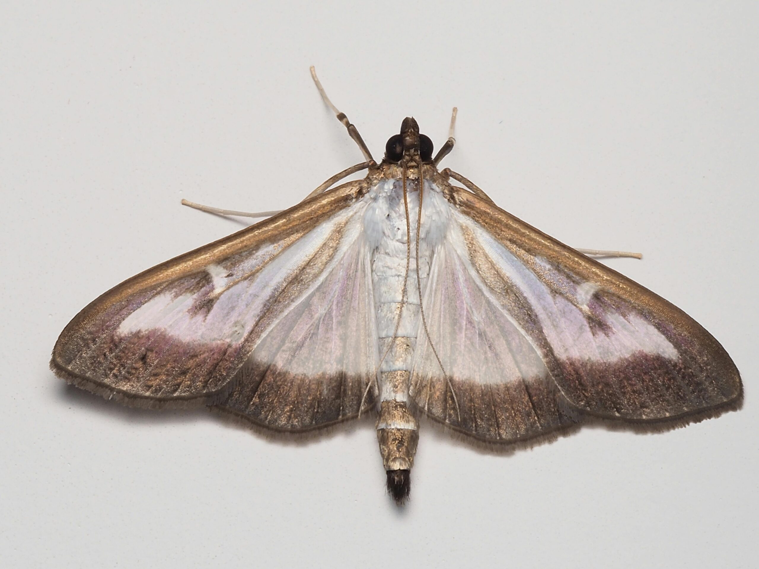 Moth Inspection in Decatur, Georgia: What to Expect and When to Call a Pro