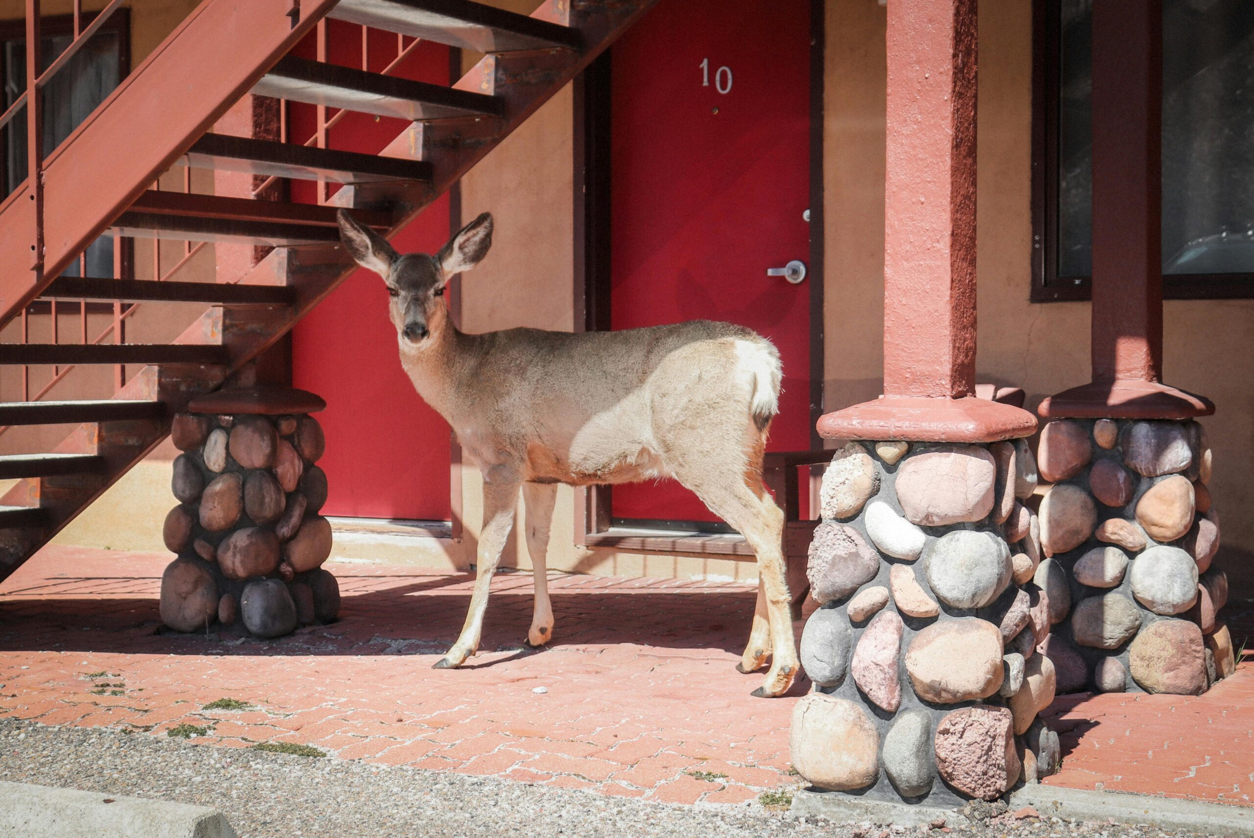 How much does tick control cost in Buford, Georgia?